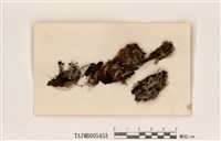 藏品(紅頭石蕊)的圖片